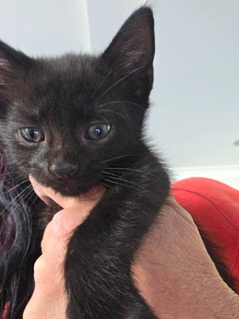 male kitten ready