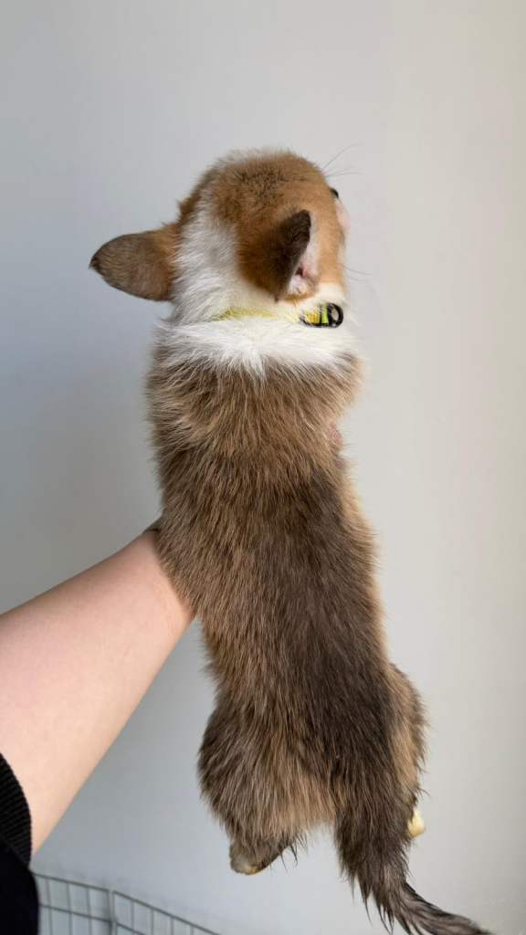 MALE WELSH CORGIE PEMBROKE