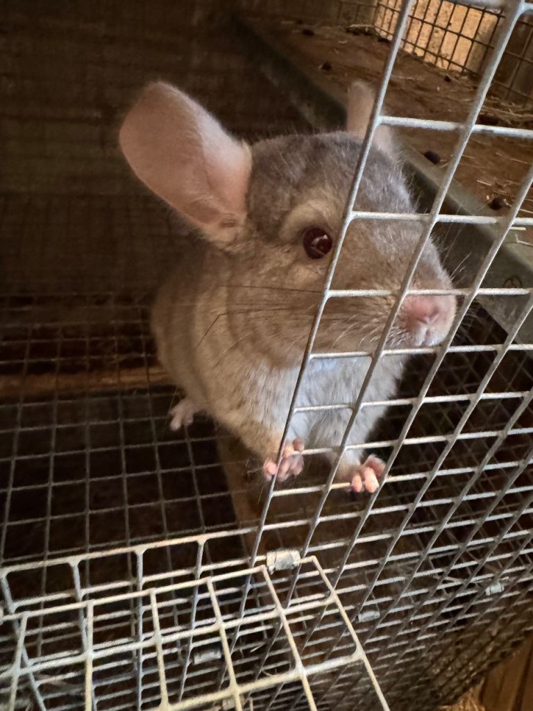 Chinchillas 