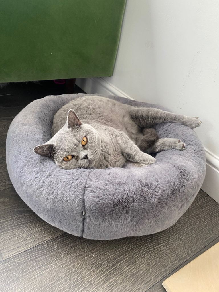 British Shorthair for Sale