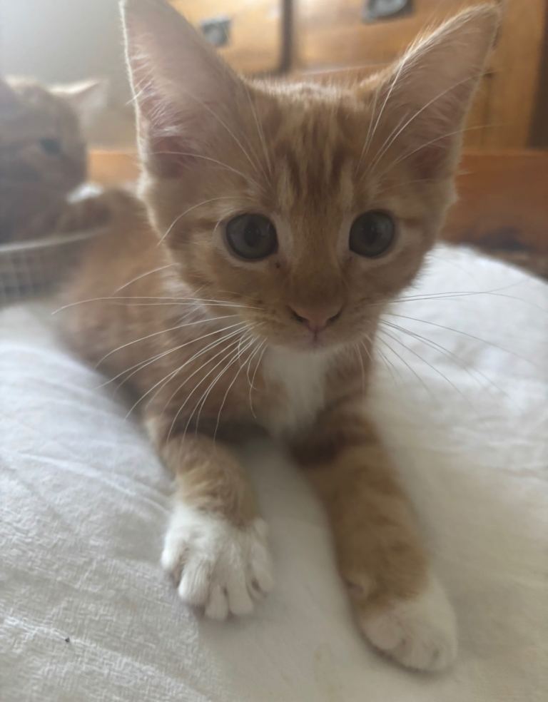 Kittens for sale 