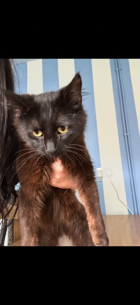 4 cats FREE to be rehomed 