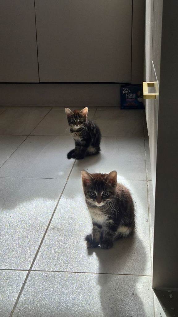 Adorable Tabby Kittens Looking for a Loving Home