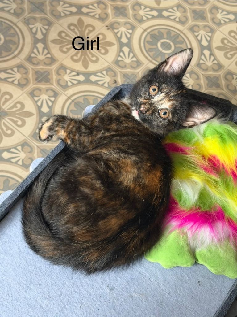 Beautiful kittens for sale