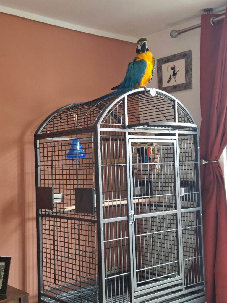 PARROT CAGE NOT THE BIRD