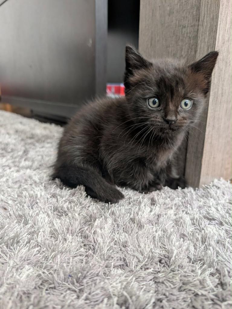 Adorable black kittens