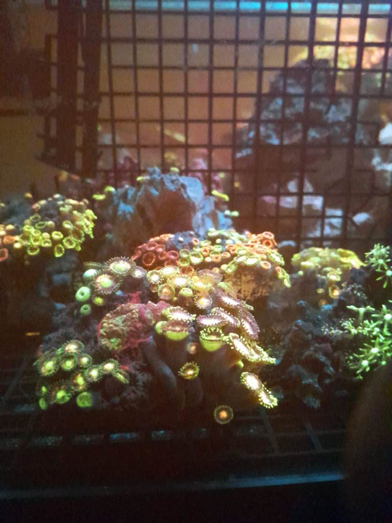 Coral frags zoanthids zoas