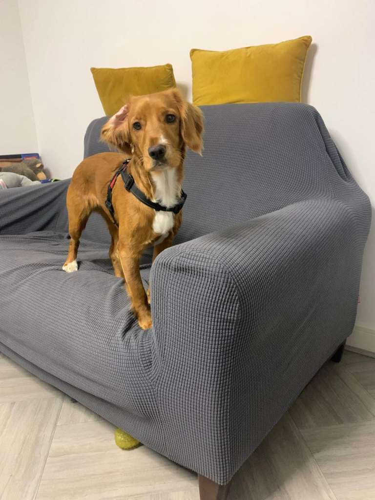 Sweet & Active Small Cockapoo Looking for Her Forever Home