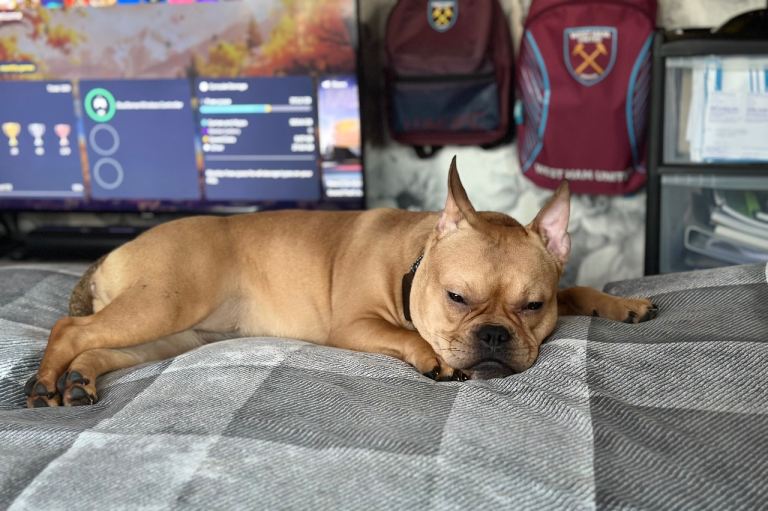 French bulldog cross American bully