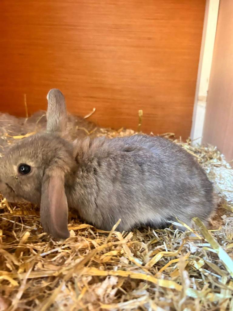Baby rabbits