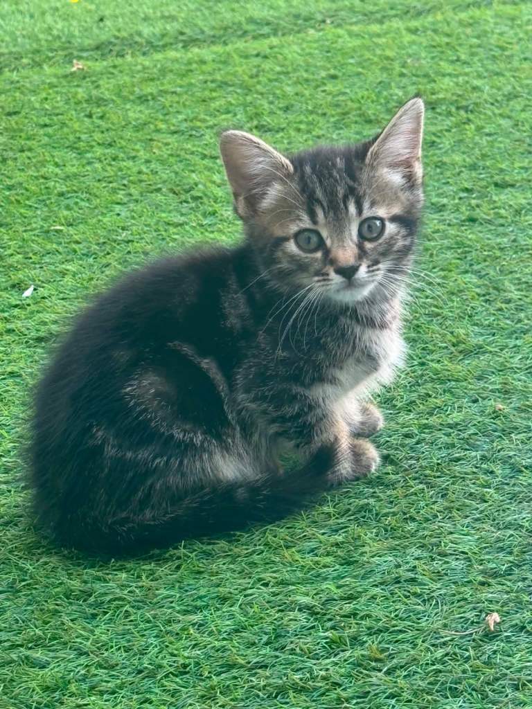 Kittens 