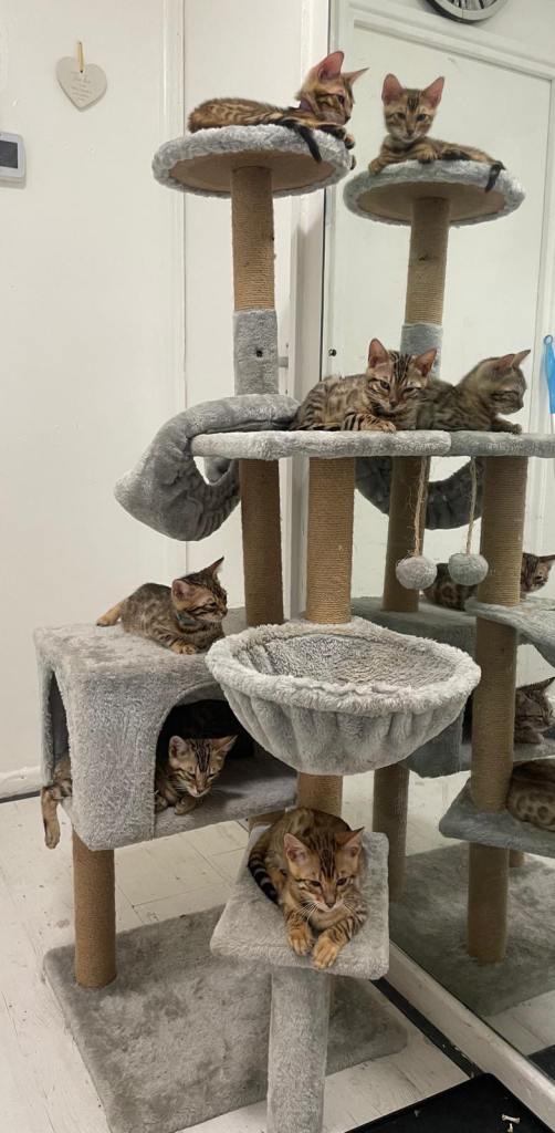 Bengal Kittens – Quick Sale Due to Home Renovations