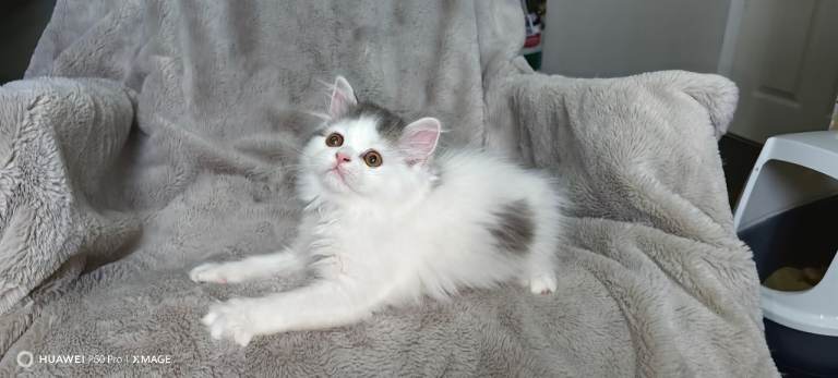Very cute and affectionate Longhair boy,can be seen along with his parents.