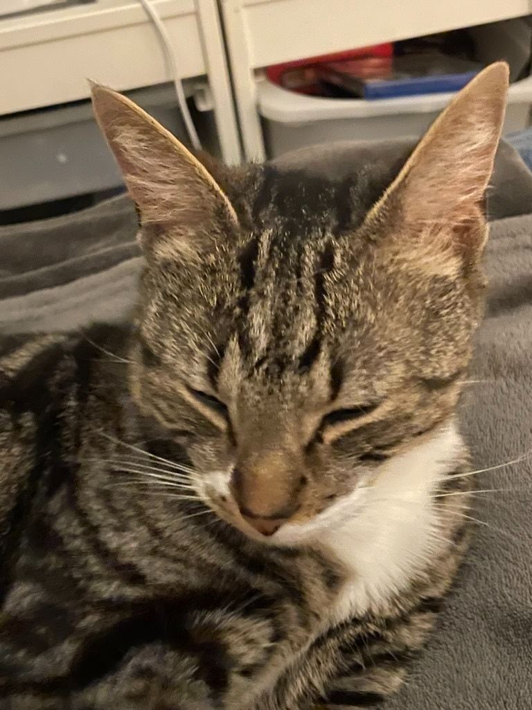 Male cat home needed