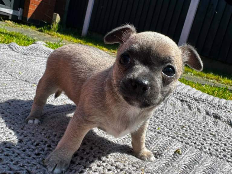Chihuahua cute boy looking for a new home
