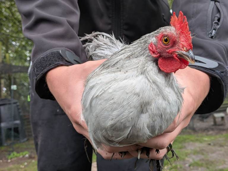 3 pekins cockerels for sale 