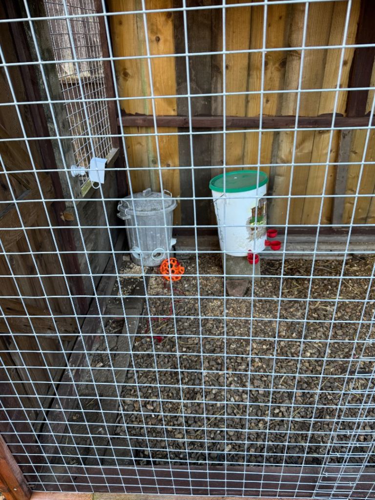 Chicken shed & Run