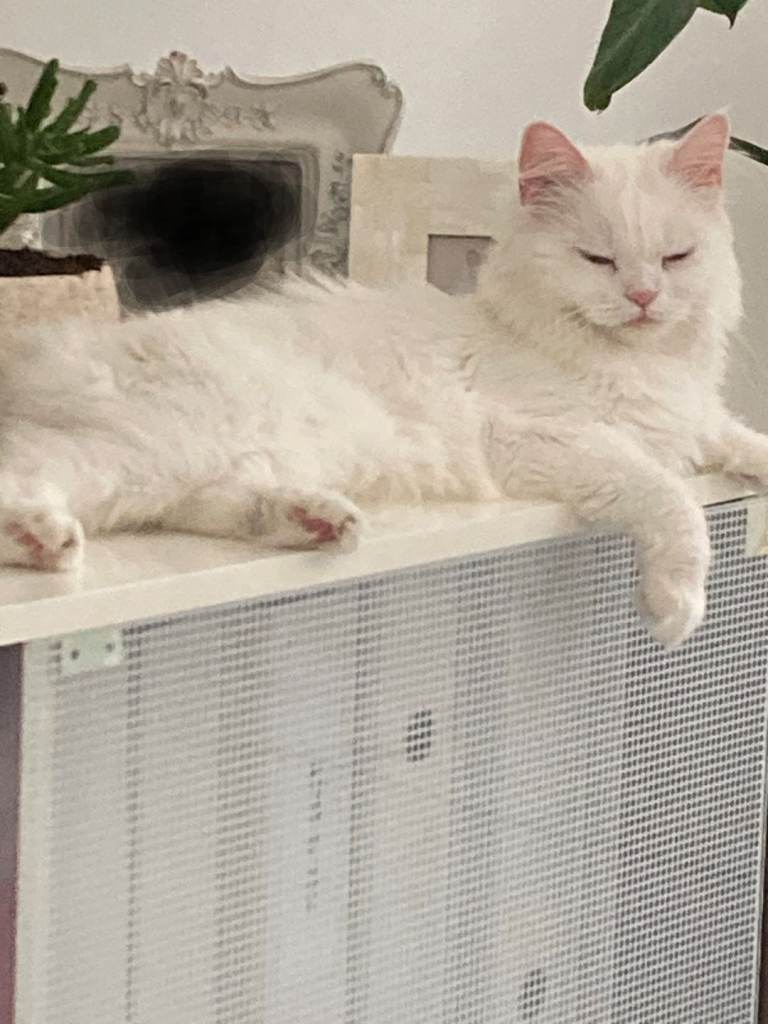 Luna Persian cat 
