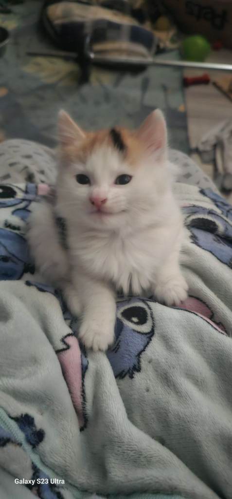 2 kittens playful and friendly 