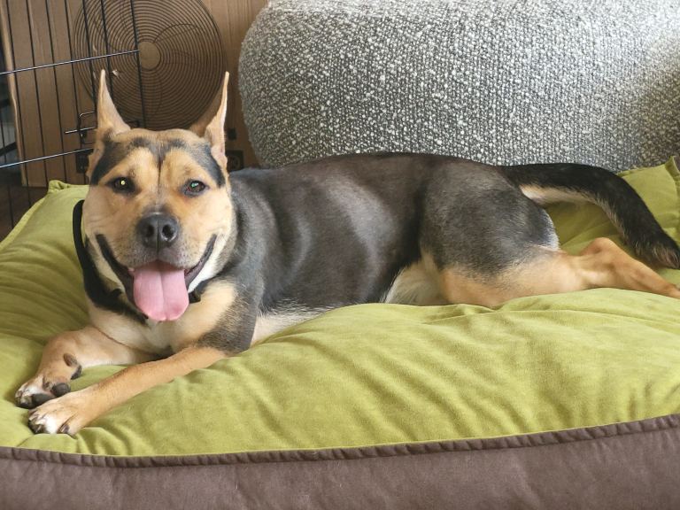 Alya 11 month old German shepherd cross Staffy 