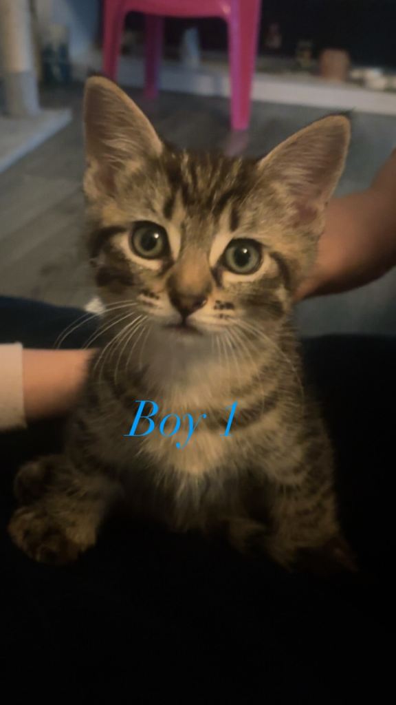 3 kittens ready to go asap!🩷