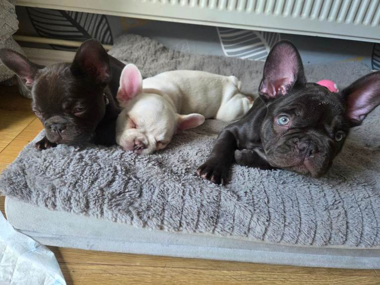 French bull dog puppies