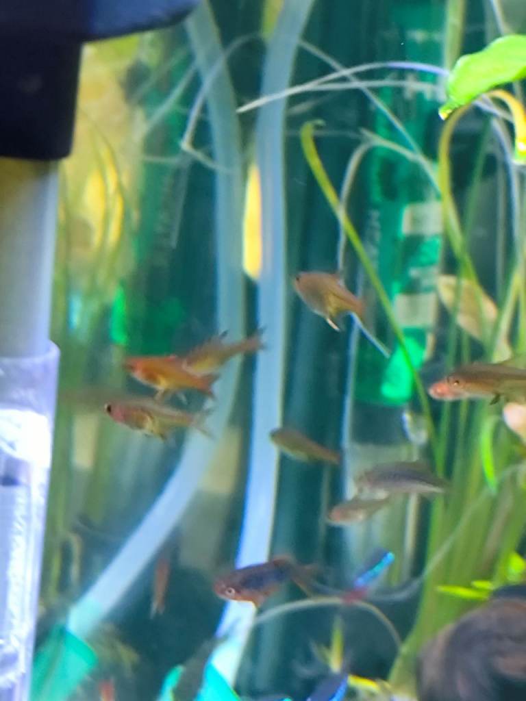 Ember tetra / neon tetra/ yellow rabbit snail