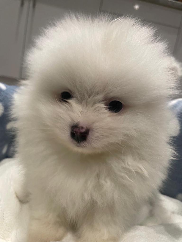 Gorgeous Pomeranian puppies for sale 