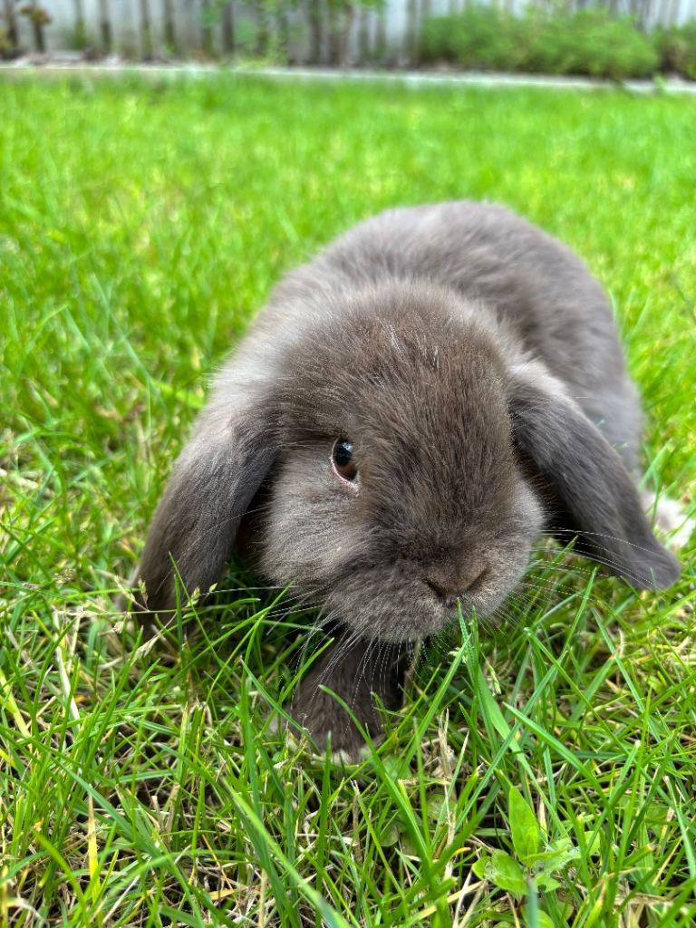 Mini lop babies looking for new home
