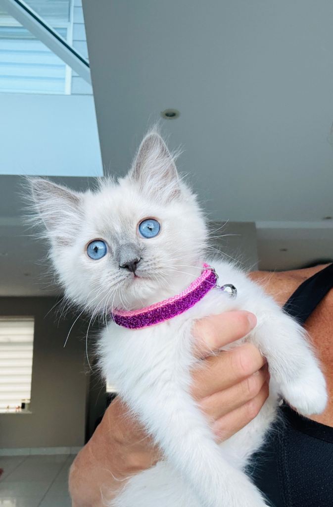 Ragdoll kitten full pedigree 