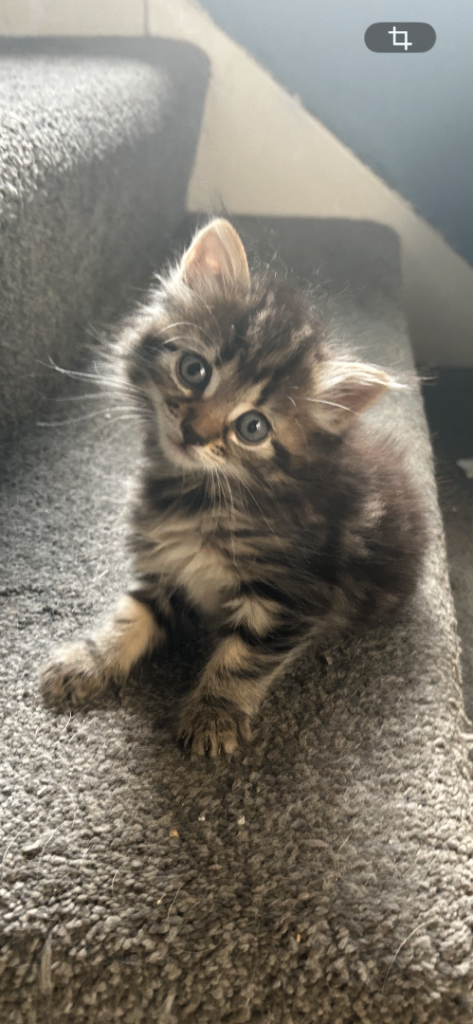 8 kittens for sale 