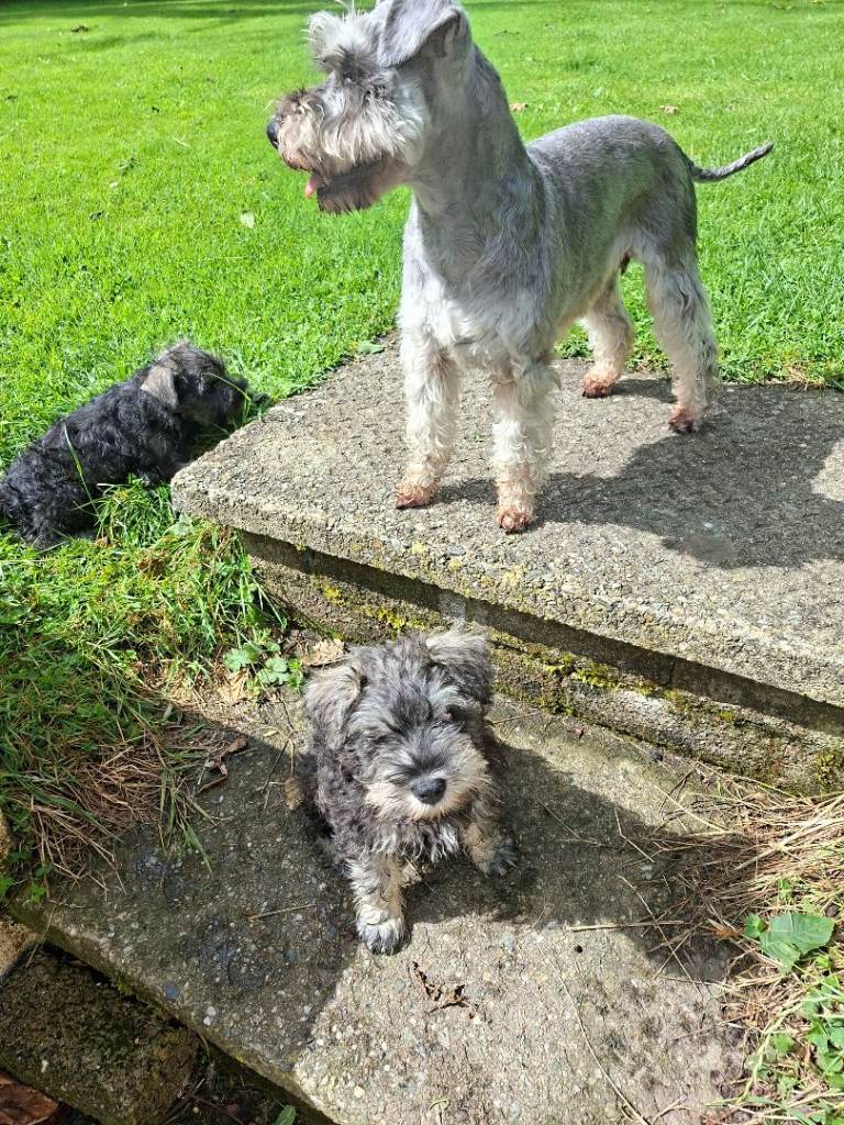Beautiful miniature schnauzer puppies for sale 