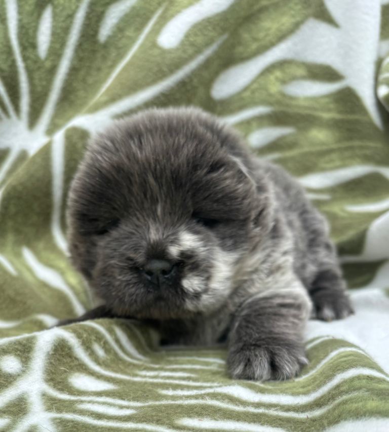 Chow chow puppies 