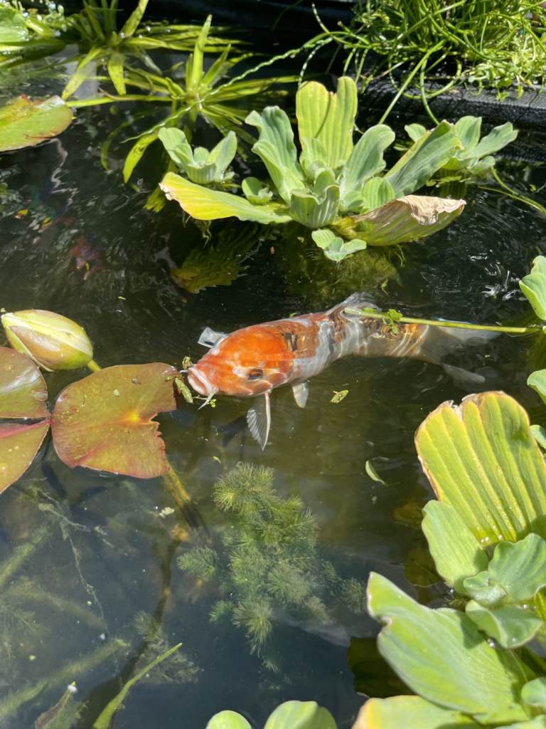 Koi fish and goldfish for sale 