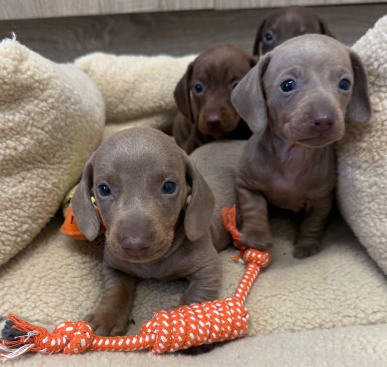 Good afternoon here I have had a beautiful litter of miniature dachshunds.