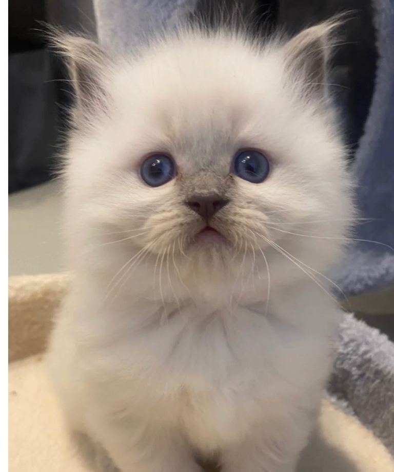 Gorgeous bundles of fluff 🐾