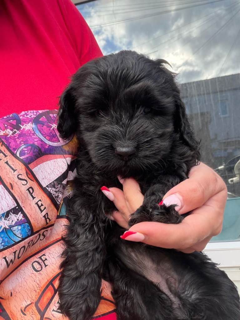 COCKAPOO PUPPY 