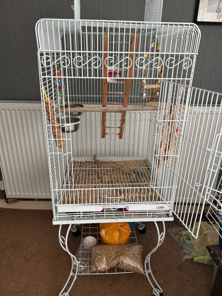 Cockatiel with cage