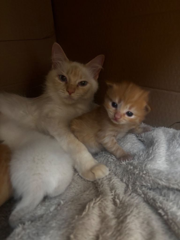 Adorable ragdol Kittens Looking for a New Home