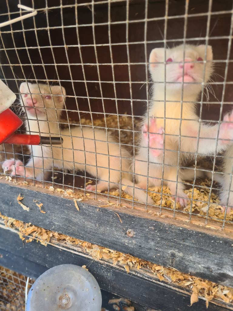 Young ferrets