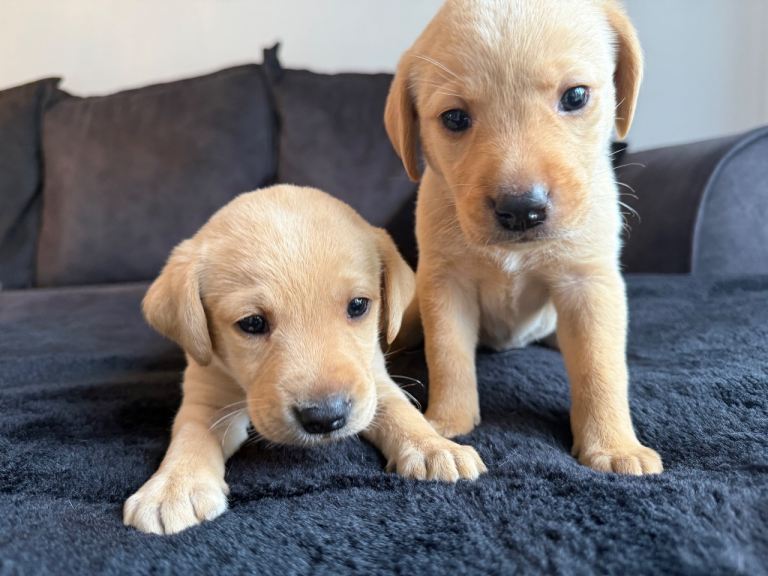 6 Labrador Puppies