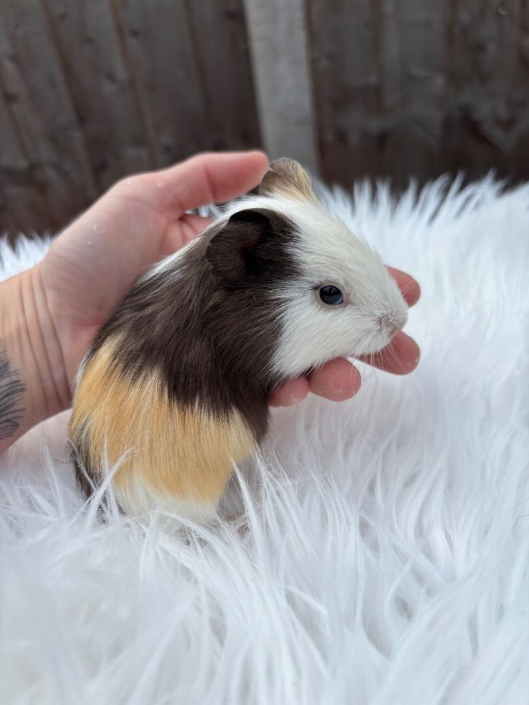 Baby guinea pigs, ready now! 
