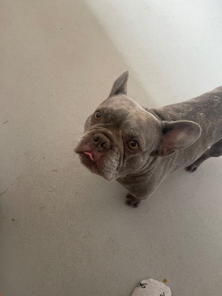 Male frenchie