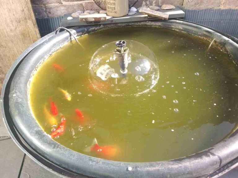 Goldfish 