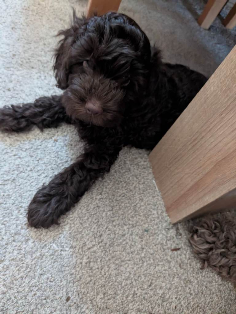 Beautiful Chocolate Cockapoo Pup, last of the litter.