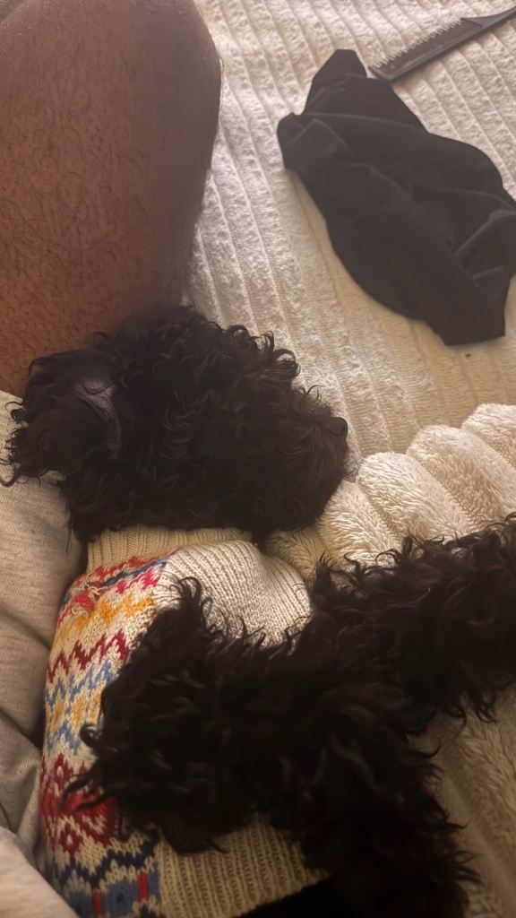 Adorable Female Cockapoo Puppy for Sale