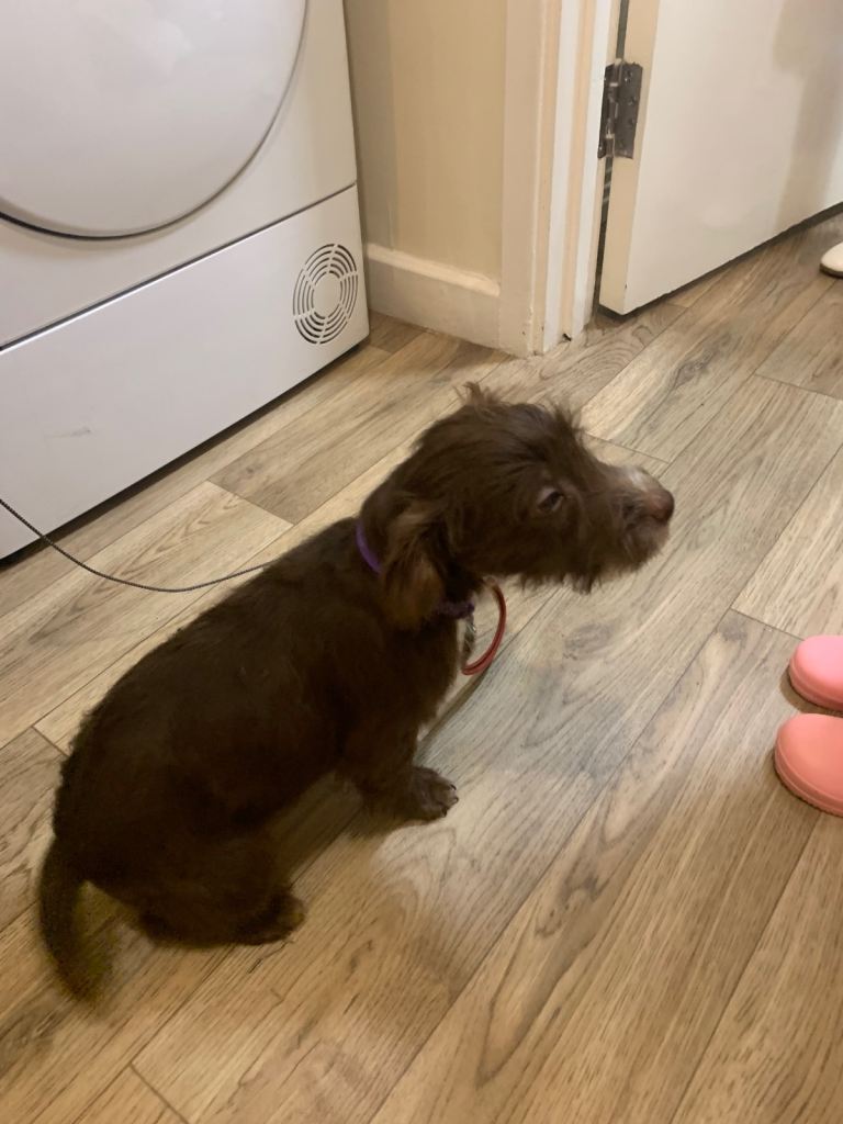 1 female puppy for sale 