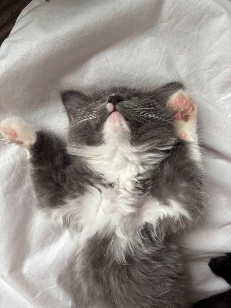 Ragdoll kittens born 10/07/26