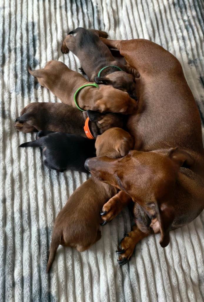 Wonderful Dachshund puppies for sale 🐶