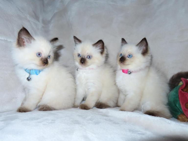 Rag doll kittens 